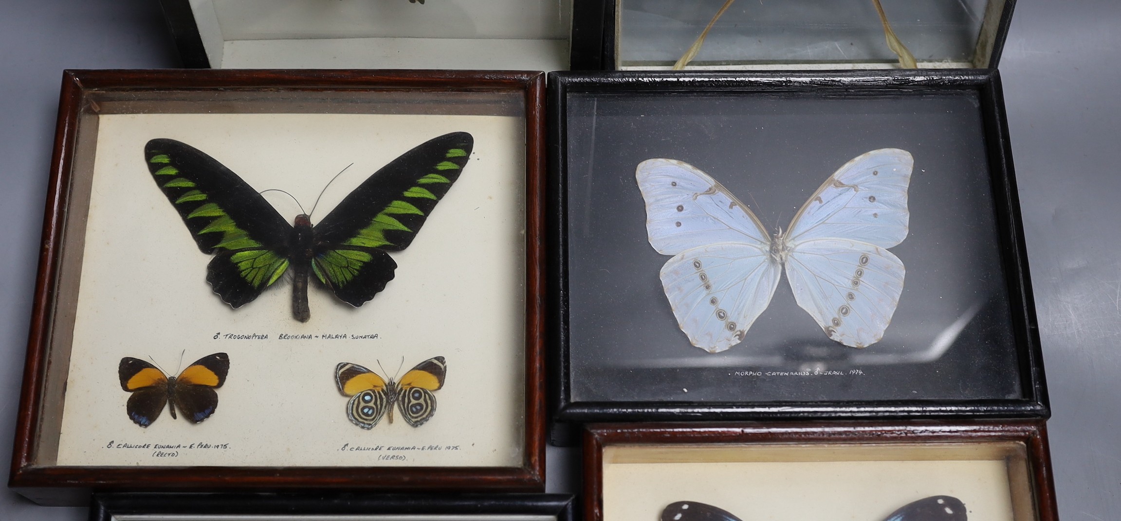 Entomology - Exotic butterfly and moth specimens contained in six glazed cases, largest case 34.5 cm x 18 cm
